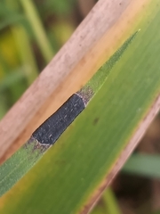 Asteromyia euthamiae