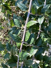 Sageretia minutiflora