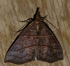 Hypena lollia