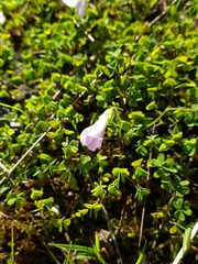 Oxalis incarnata