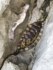 Sypharochiton pelliserpentis