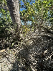 Sageretia minutiflora
