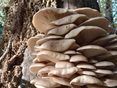 Pleurotus populinus