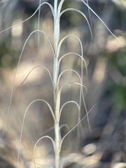 Pseudoroegneria spicata