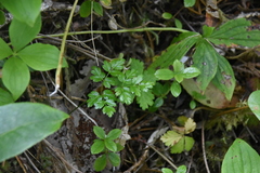 Coptis aspleniifolia