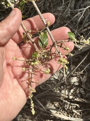 Sageretia minutiflora