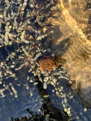 Phlyctenactis tuberculosa