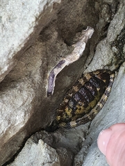 Sypharochiton pelliserpentis