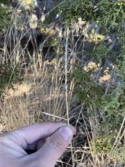 Pseudoroegneria spicata