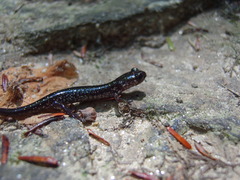Plethodon chlorobryonis