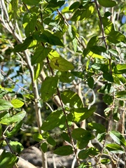 Sageretia minutiflora