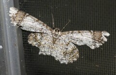Amblychia subrubida