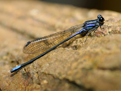 Argia underwoodi
