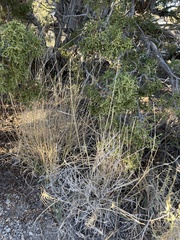 Pseudoroegneria spicata