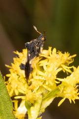 Phymata americana