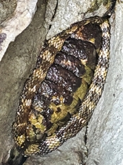 Sypharochiton pelliserpentis