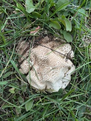 Calvatia cyathiformis