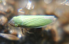 Xyphon reticulatum