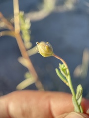 Linum lewisii