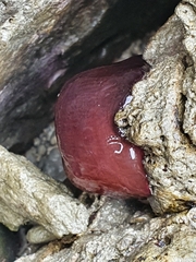 Actinia tenebrosa