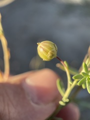 Linum lewisii