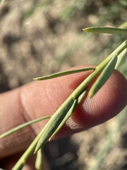 Linum lewisii