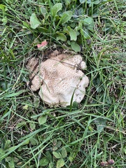 Calvatia cyathiformis