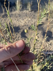 Linum lewisii