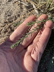 Linum lewisii