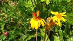 Lycaena virgaureae
