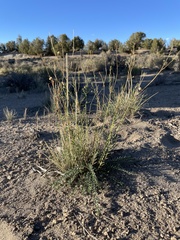 Linum lewisii