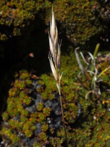 Rytidosperma nigricans