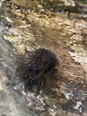 Stemonitis