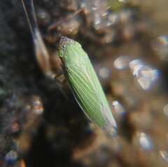 Xyphon reticulatum