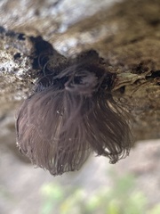 Stemonitis