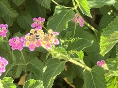 Anthophora californica