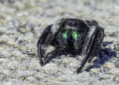 Phidippus regius