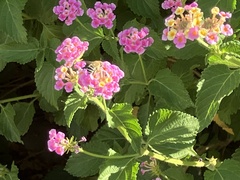 Anthophora californica