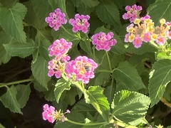 Anthophora californica