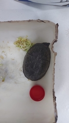 Kinosternon integrum