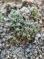 Phlox condensata