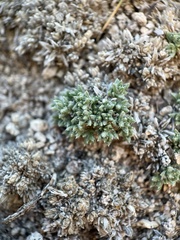 Phlox condensata