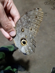 Caligo telamonius