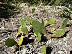 Opuntia stricta stricta