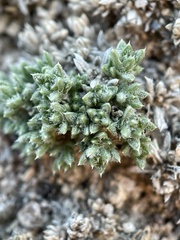 Phlox condensata