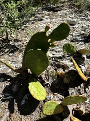 Opuntia stricta stricta