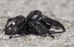 Phidippus regius