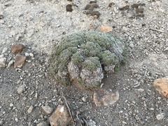 Phlox condensata