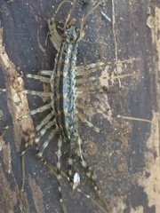 Thereuonema tuberculata