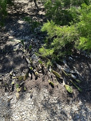Opuntia stricta stricta